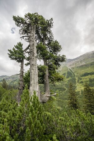 Zirbenholz: Die Zirbe, das Holz zum Wohlfühlen - Zirbenmöbel auf Maß gefertigt